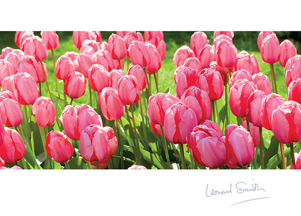 TULIPS CARD