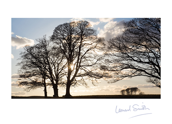 BACKLIT TREES CARD