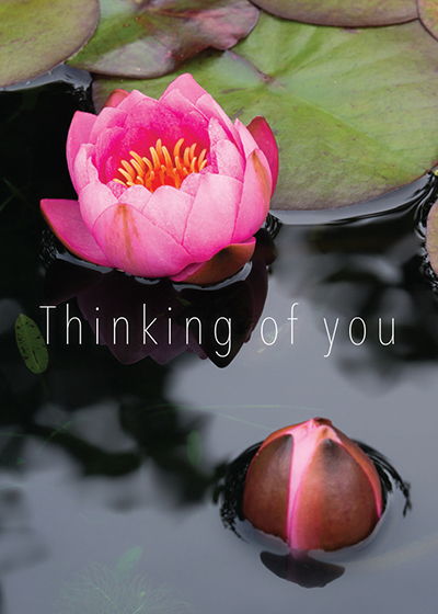 THINKING OF YOU WATER LILIES