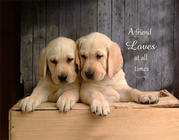 LABRADOR PUPPIES: PROVERBS 17:17