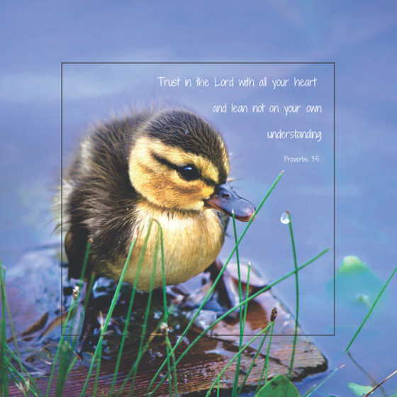 DUCKLING: PROVERBS 3:5