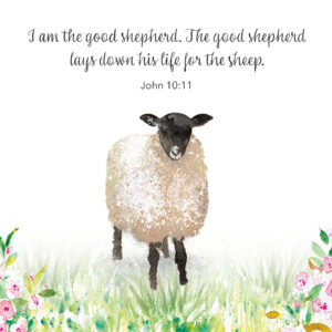 EASTER LAMB PACK OF 4 GREETINGS CARD