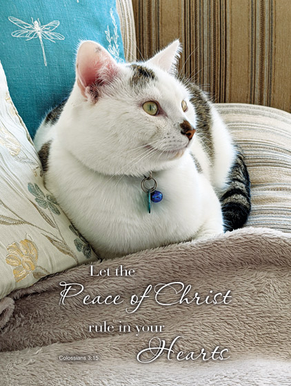 WHITE TABBY CAT COLOSSIANS 3:15 PLAQUE WHITE TABBY CAT COLOSSIANS 3:15 PLAQUE