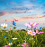 WILD FLOWERS & BUTTERFLIES: PSALMS 8:1