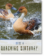 QUACKING BIRTHDAY PETITE CARD