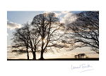 BACKLIT TREES CARD