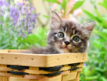 CAT IN WOOD BASKET: EXODUS 33:14