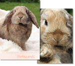 LOP EARED RABBIT NOTELETS PACK OF 10