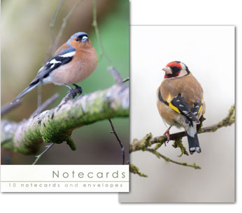 CHAFFINCH AND GOLDFINCH NOTELETS PACK OF 10