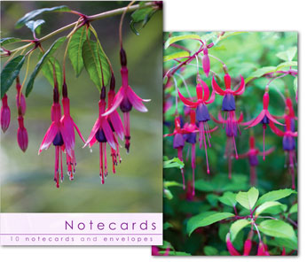 FUSCHIA CLOSE UPS NOTELETS PACK OF 10