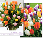 COLOURFUL TULIPS NOTELETS PACK OF 10