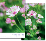 ASTRANTIA CLOSE UP NOTELETS PACK OF 10